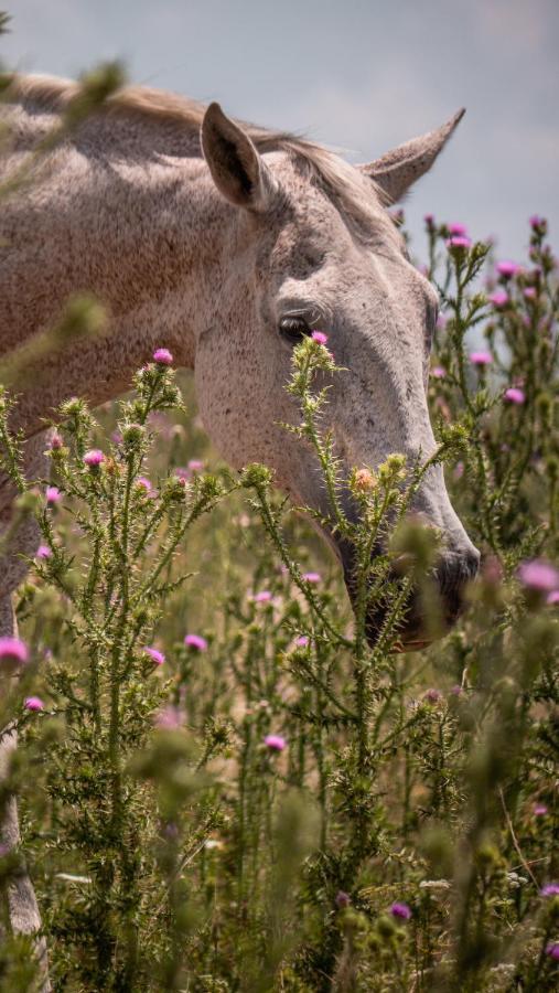 Pampas Del Sur Hotel Y Spa De Campo Cañuelas Kültér fotó